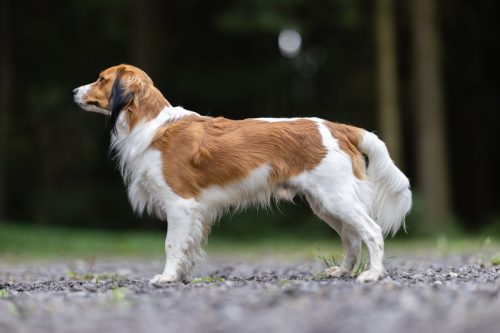 Aragorn-Joey-Moon-Oberon 01