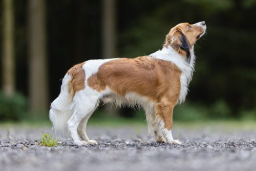 Aragorn-Joey-Moon-Oberon 02