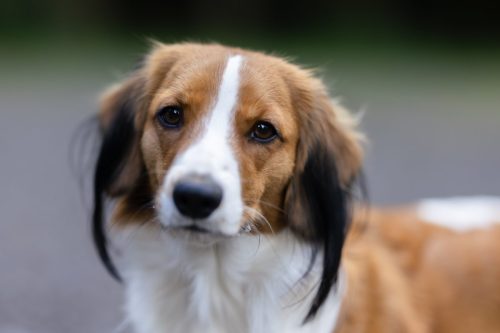 Aragorn-Joey-Moon-Oberon 03